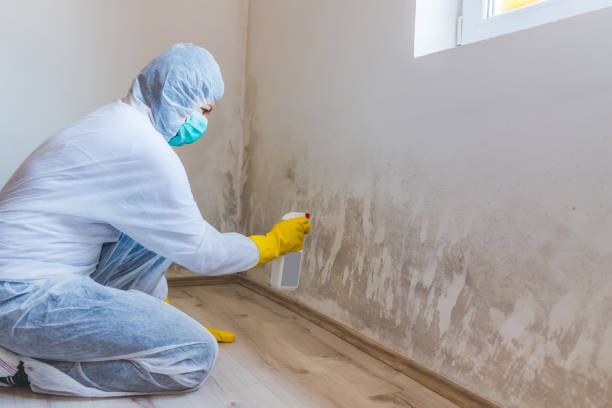 Licensed Mold Remediation service in Lexington, TX - WQB Mold Removal