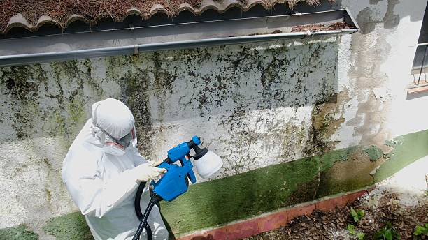 Top rated local Mold Remediation specialists in Lexington, TX